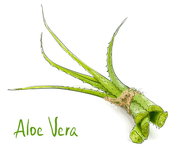 Aloe vera. — Image vectorielle