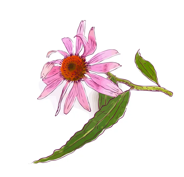 Echinacea purpurea — Vettoriale Stock