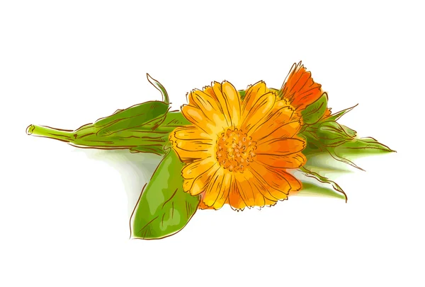 Calendula flowers — Stock Vector