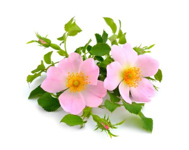 Pink dogrose isolated (Rosa rubiginosa) clipart