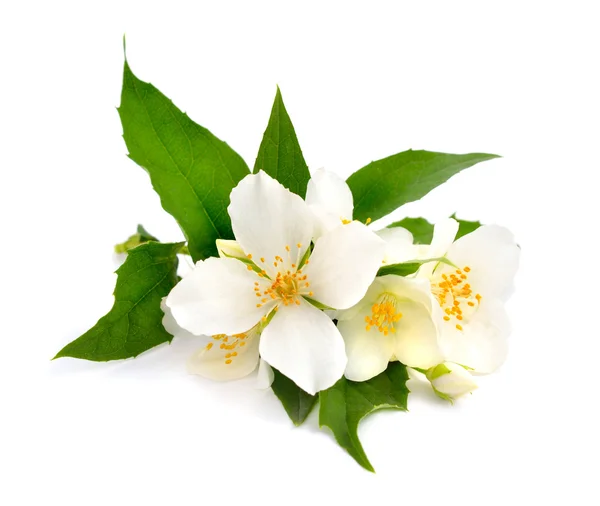 Flowers of a jasmine — Stock Photo, Image