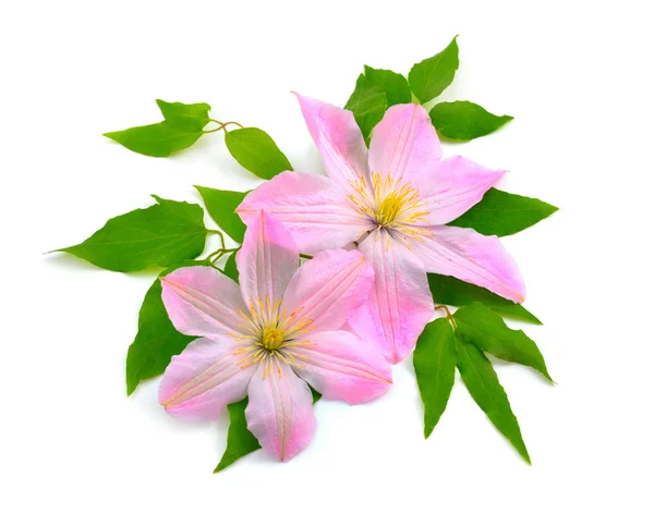 Clematis aislado . — Foto de Stock