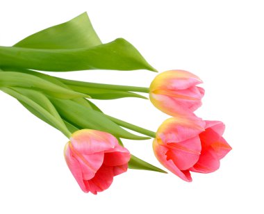 Beyaz arka planda izole laleler.