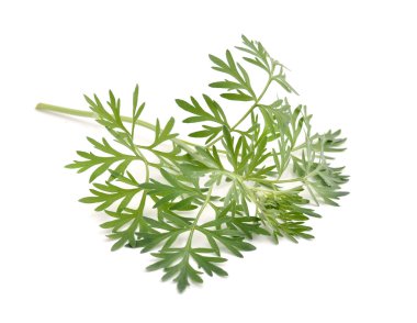 Artemisia absinthium beyaz zemin üzerinde izole.
