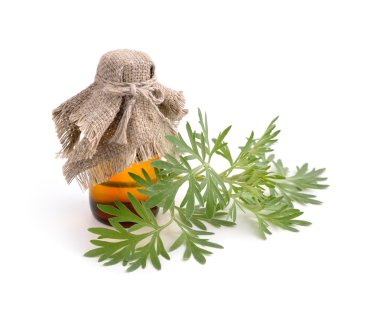 Artemisia absinthium with pharmaceutical bottle.
