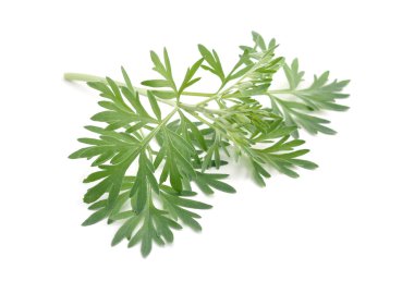 Artemisia absinthium beyaz zemin üzerinde izole.
