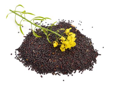Rapeseed with flowers.
