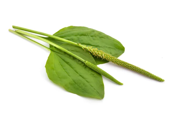 Greater Plantain, Plantago major or "Soldier's Herb" — Stock Photo, Image