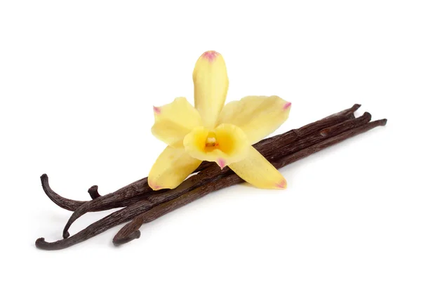 Gousses de vanille avec une orchidée jaune . — Photo