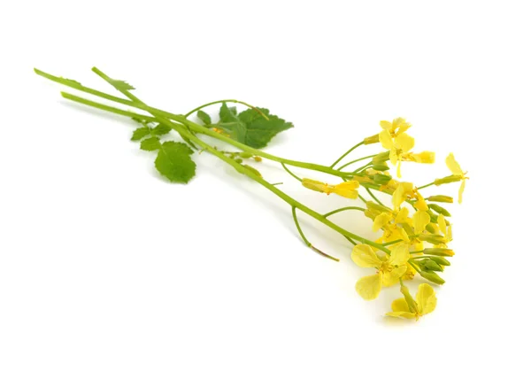 Flor de Sinapis. Aislado . —  Fotos de Stock