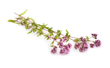 İzole kekik çiçekleri