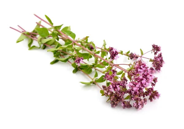 Flores de orégano isoladas — Fotografia de Stock