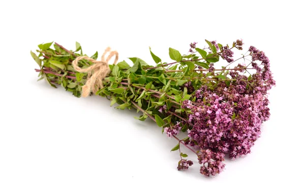 Oregano blüht isoliert — Stockfoto