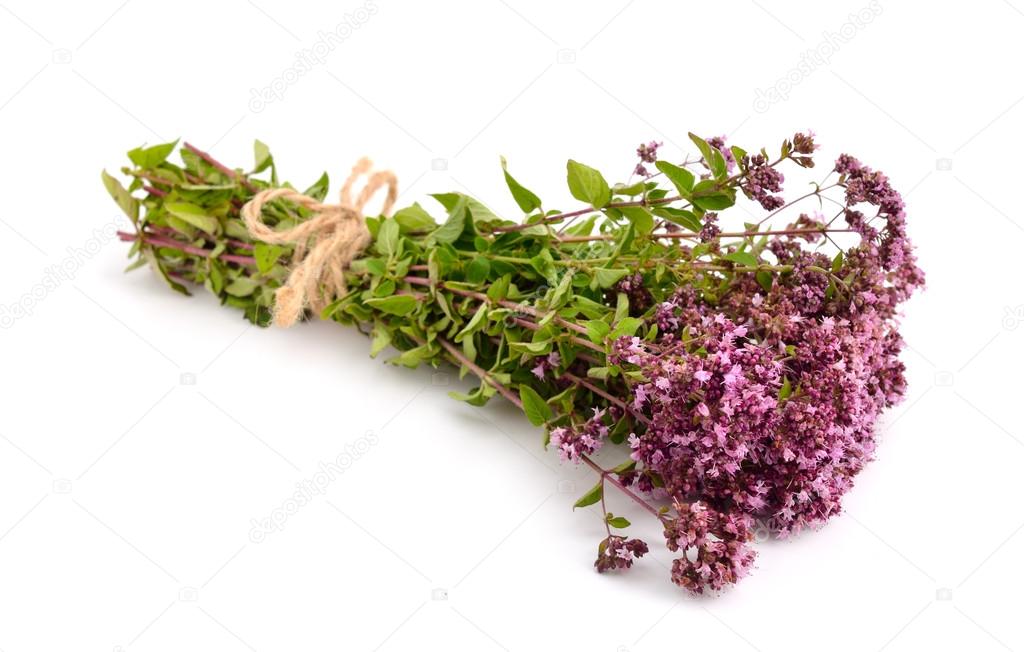 Oregano flowers isolated — Stock Photo © spline_x 77104263