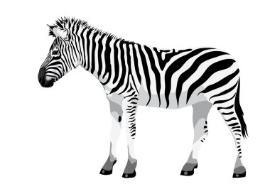 Zebra