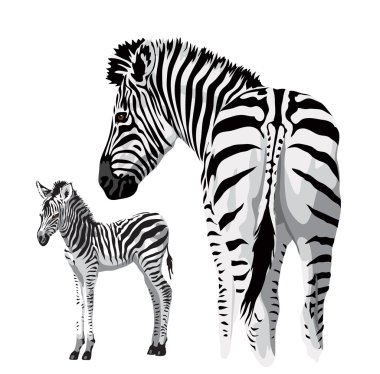 Zebra bir tayı ile.
