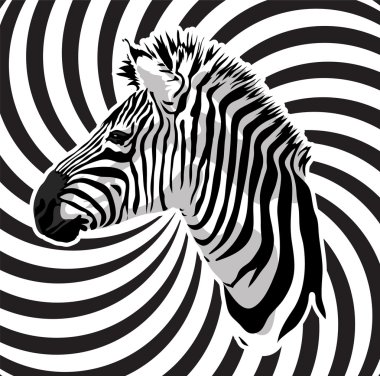 Zebra portre soyut üzerinde arka plan şeritler.
