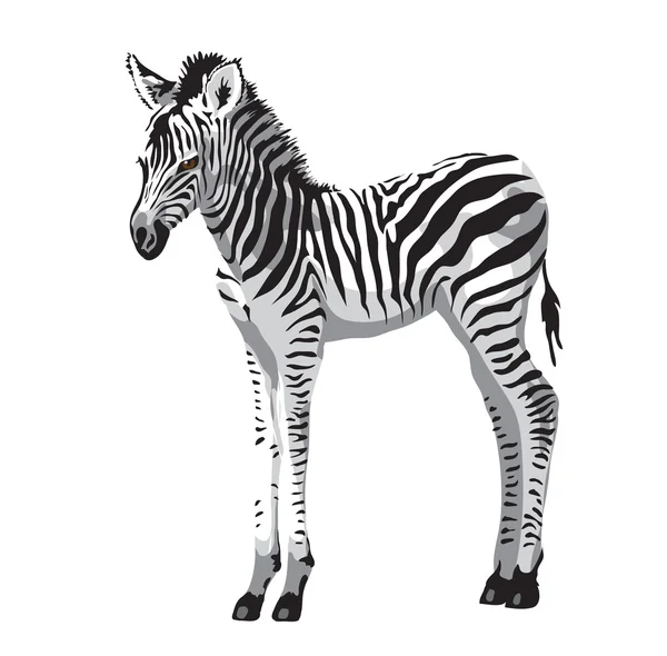 Zebras foal. — Stock Vector