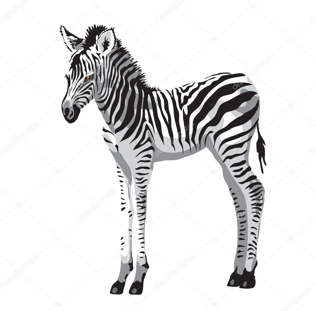 Zebras foal.