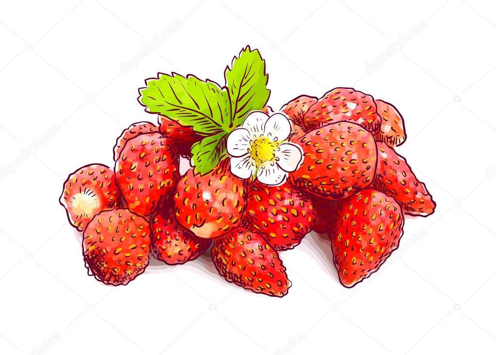 Wild strawberry with flower.