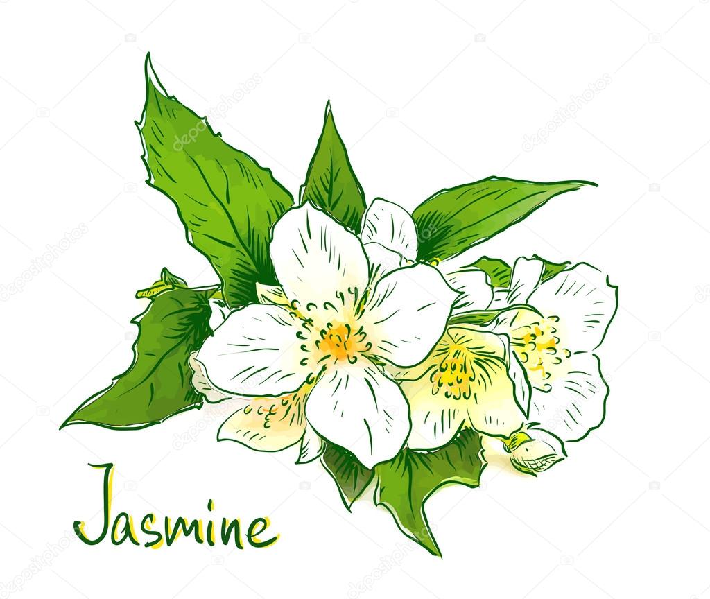 Flowers of a jasmine