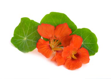 İzole nasturtium çiçekler.