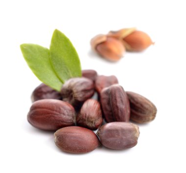 Jojoba (Simmondsia chinensis) yaprakları ile tohum.