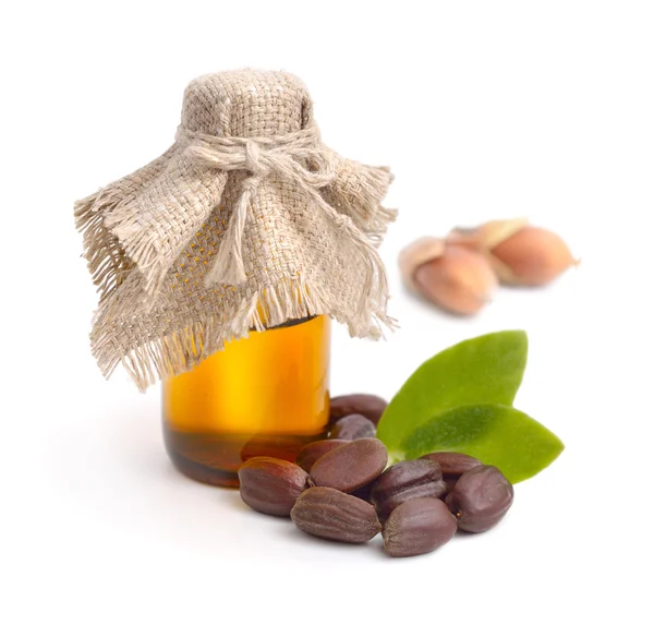 Jojoba (Simmondsia chinensis) hojas, semillas con aceite . — Foto de Stock