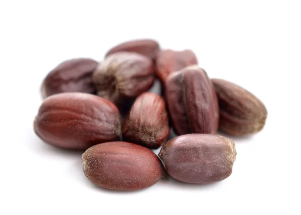 Jojoba (Simmondsia chinensis) seeds. — Stock Photo, Image