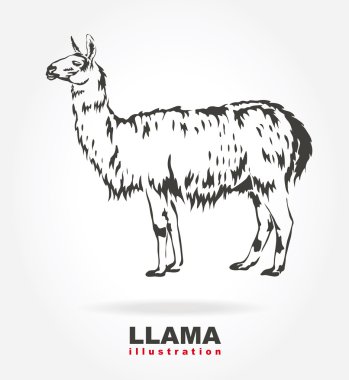Lama. vektör çizim.