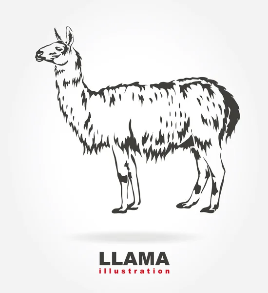 Lama. vektorové ilustrace. — Stockový vektor