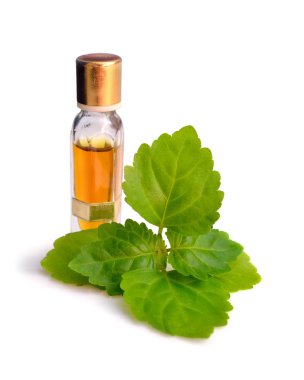 Patchouli sprig with essential oil. clipart