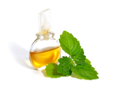 Patchouli sprig with essential oil. clipart