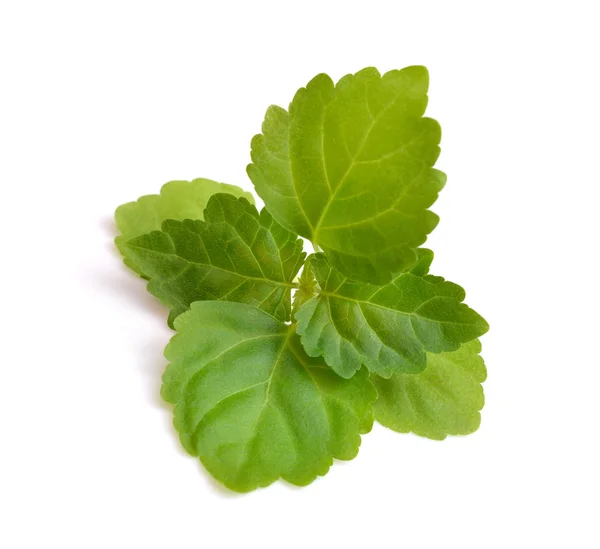 Sprig patchouli  Isolated on white background. — Stock Photo, Image