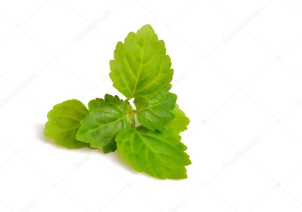 Patchouli sprig isolated on white background.
