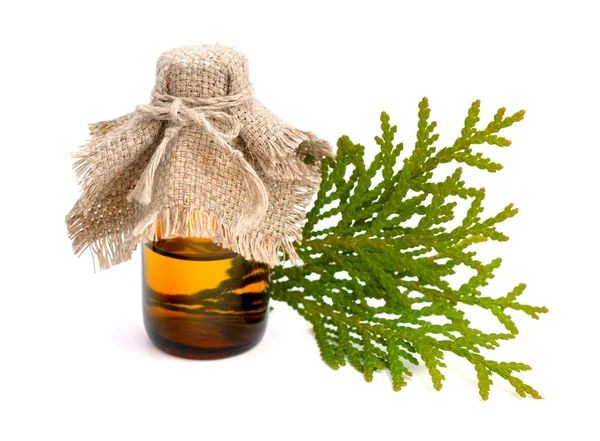 Thuja gebladerte met etherische olie. Geïsoleerd. — Stockfoto