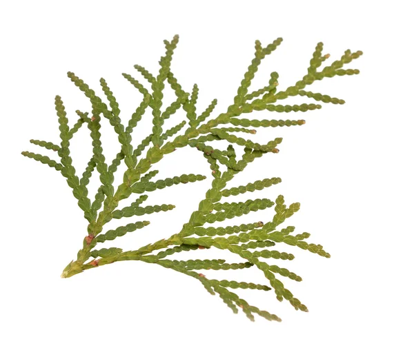 Thuja gebladerte geïsoleerd op witte achtergrond.. — Stockfoto