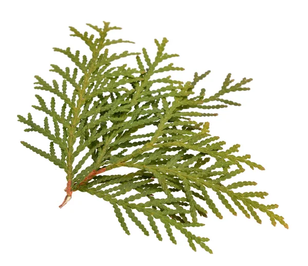 Thuja Laub isoliert auf weißem Hintergrund.. — Stockfoto