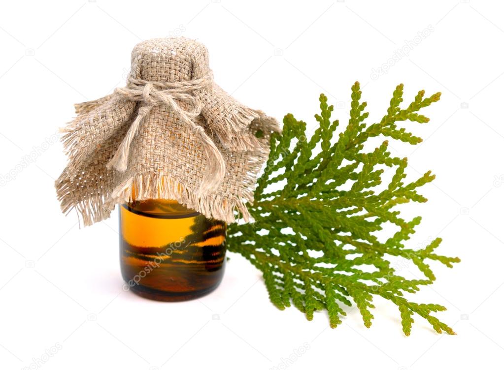 Thuja foliage with essential oil. Isolated.