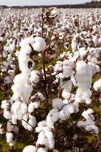 Cotton Field Agriculture Ready Harvest North Carolina Usa — Stock Photo, Image