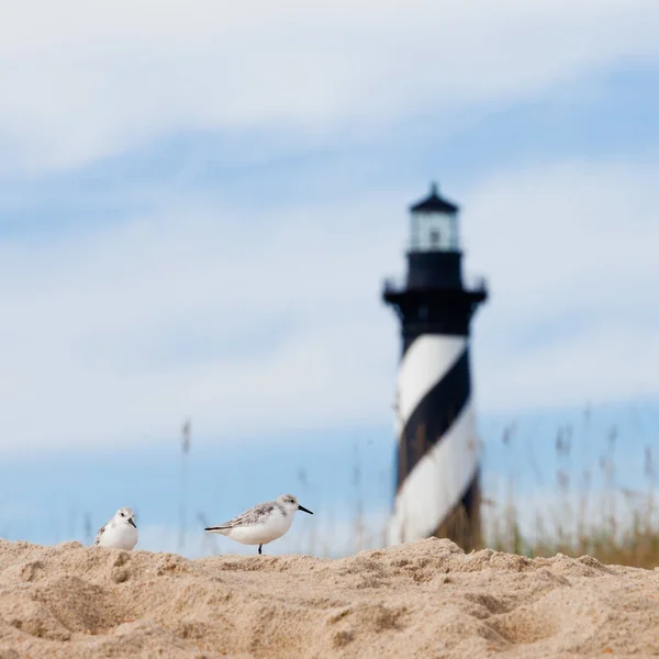 Sanderlings Calidris Alba Χερσαία Πουλιά Cape Hatteras Φάρος Πίσω Από — Φωτογραφία Αρχείου