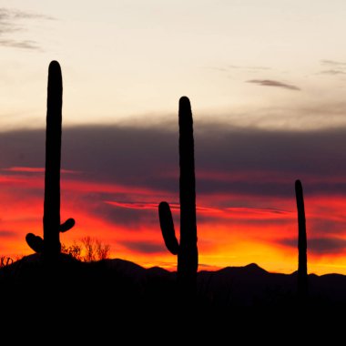 Sonoran Çölü 'nün gün batımında ikonik Saguaro Kaktüsü, Carnegiea Gigantea, Arizona, ABD