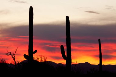 Sonoran Çölü 'nün gün batımında ikonik Saguaro Kaktüsü, Carnegiea Gigantea, Arizona, ABD
