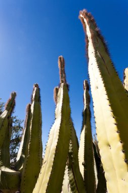 Senita Kaktüs, Lophocereus schottii, Sonoran Çölü, Arizona, ABD 'li çoklu kollu kaktüs.