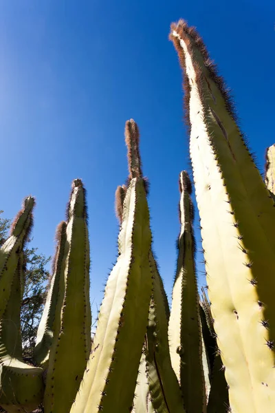 Kaktus Senita Lophocereus Schottii Plisowany Wieloramienny Kaktus Kolumnowy Pustyni Sonoran — Zdjęcie stockowe