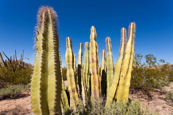 Senita Cactus Lophocereus Schottii Pleated Multi Arm Columnar Cactus Sonoran — Stockfoto