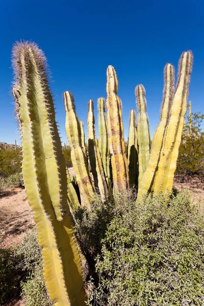 Senita Cactus Lophocereus Schottii Pleated Multi Arm Columnar Cactus Sonoran — ストック写真