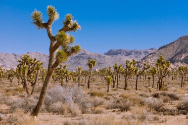 Palm Tree Yuccas veya Joshua Trees, Yucca brevifolia, Joshua Tree Ulusal Parkı, Kaliforniya, ABD