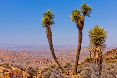 Ryan Dağı 'ndan Geniş Mojave Çölü manzarası, Joshua Tree Ulusal Parkı, Kaliforniya, ABD