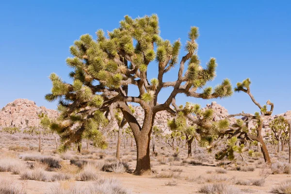 Gyönyörű Öreg Pálmafa Yucca Vagy Joshua Tree Yucca Brevifolia Joshua — Stock Fotó